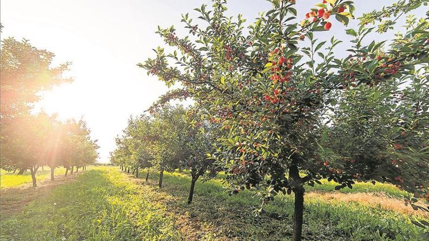 La Junta creará un Observatorio de Precios Agrarios que garantice la renta de los agricultores