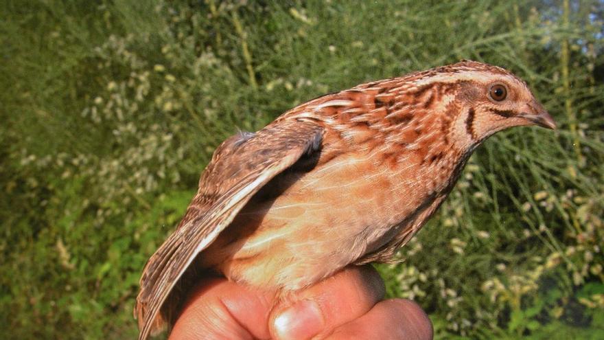 La Xunta hace recuento de codornices, palomas y tórtolas: contrata a una empresa para conocer dónde están y cuántas hay