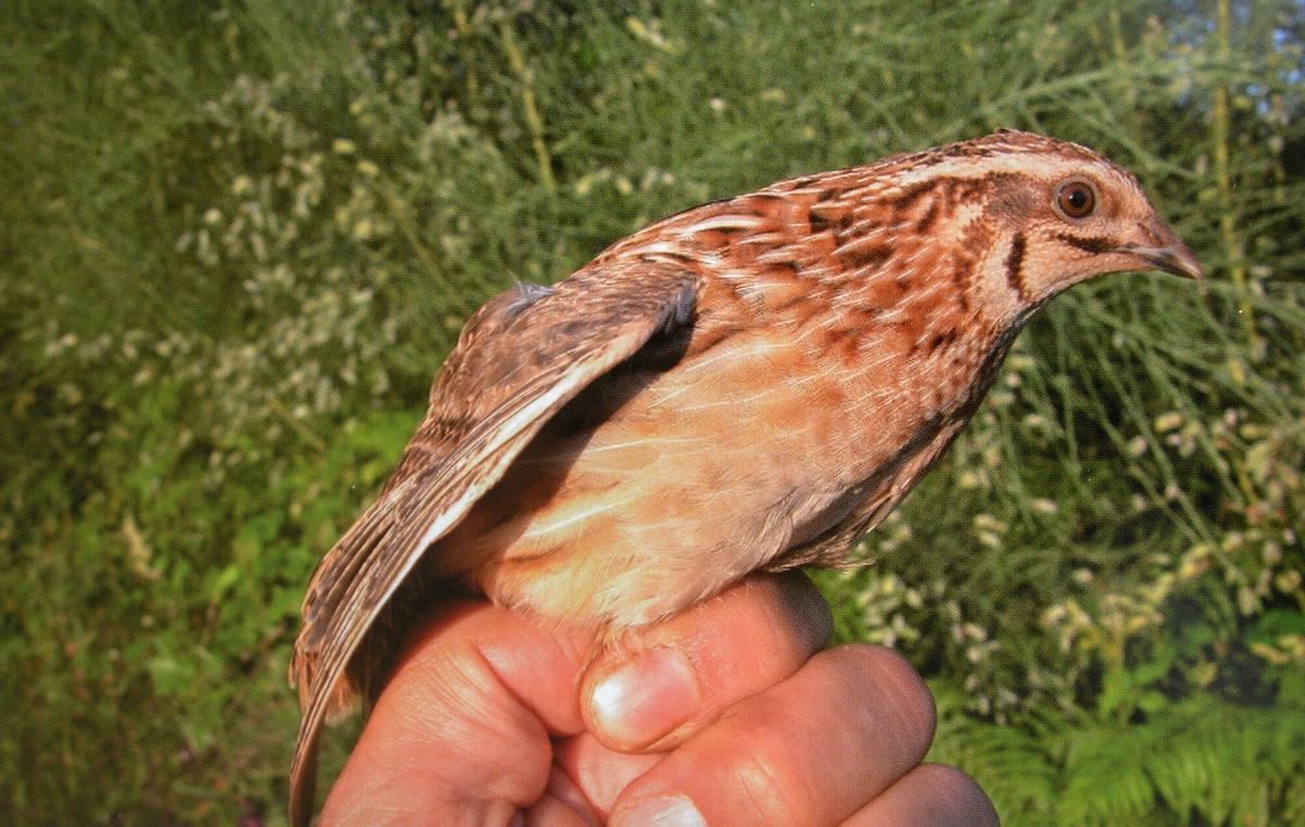 Ejemplar de codorniz.