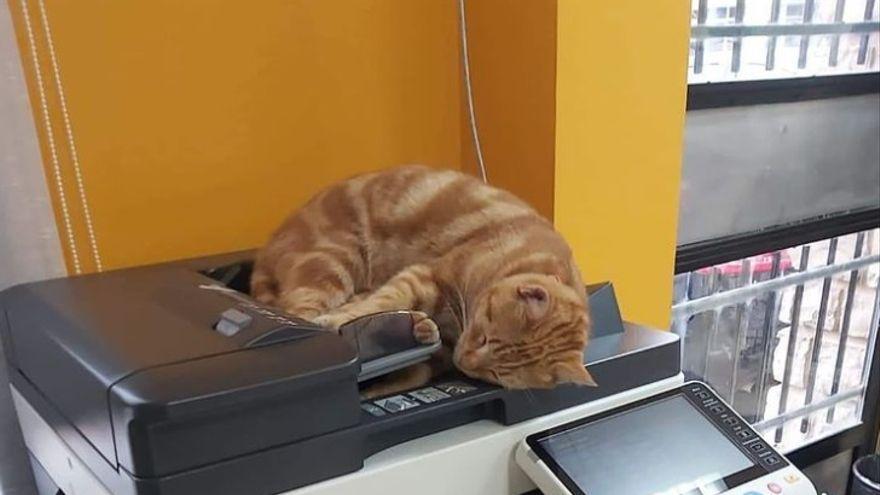 El gato influencer de Valencia se echa las siestas en el ayuntamiento