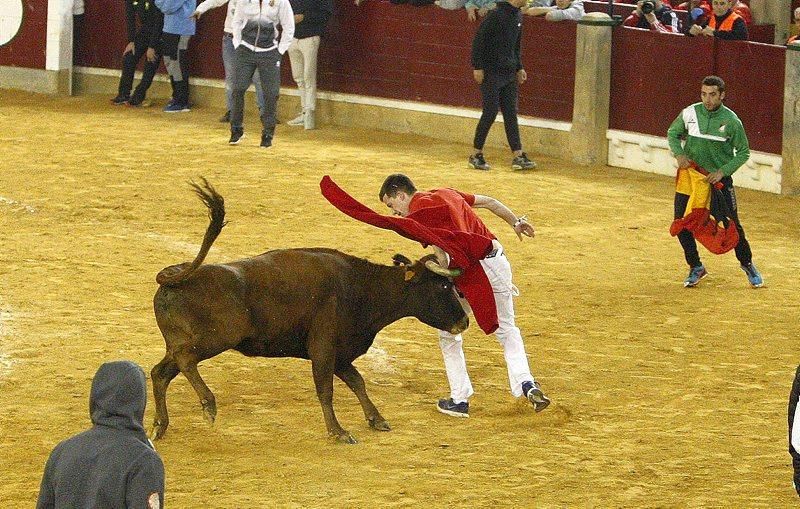 Primera mañana de vaquillas