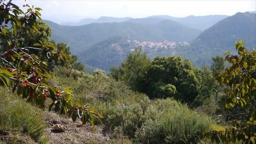 Recupera Villamalur mantiene vivo el arte del cultivo de las cerezas