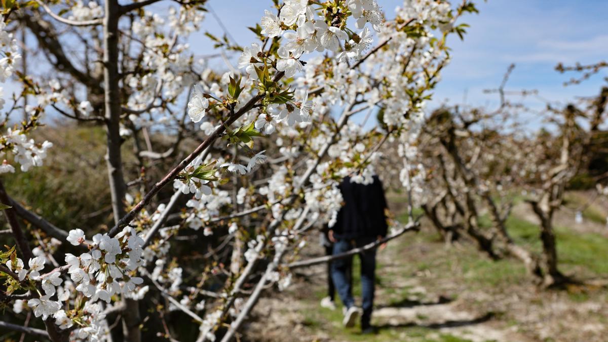 " Menjars de la Terra" ha organizado junto con el Consejo regulador de la IGP Cereza de la Montaña de Alicante una actividad que profundiza en el conocimiento de la fruta