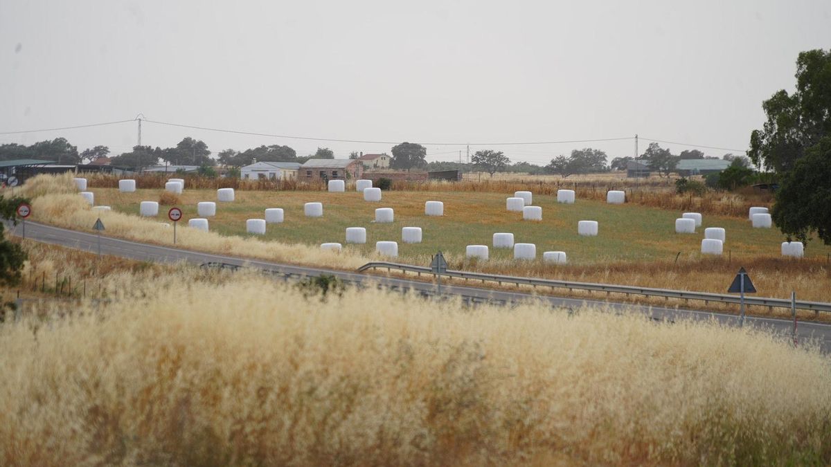 Una imagen muy habitual estos días en Los Pedroches es ver estos micro silos blancos tras la cosecha.