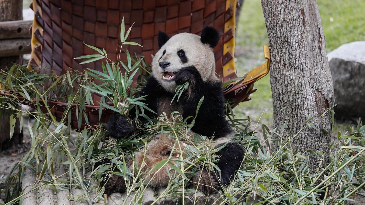 Uno de los osos panda criados en el Zoo de Madrid.