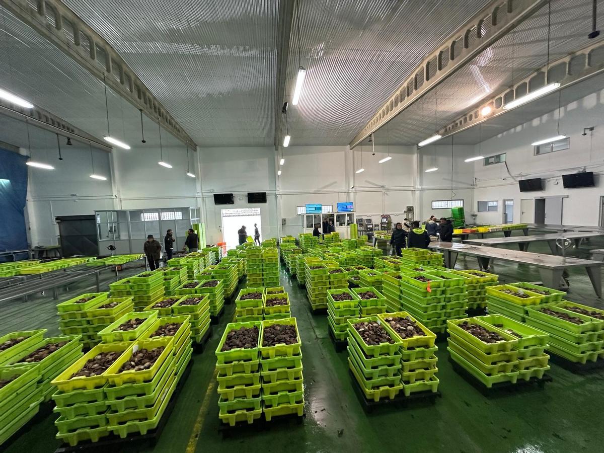 La lonja de Tragove repleta de cajas de volandeira, ayer.