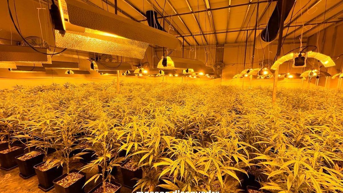 La plantació de marihuana descoberta al polígon Bufalvent de Manresa