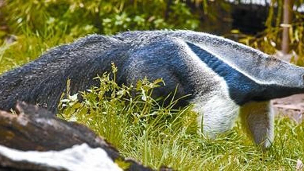 Oso hormiguero 3 La pareja del Zoo de Barcelona no tiene nombre, pero será protagonista en breve de un apareamiento que nada tendrá que envidiar al de los dragones de Komodo.