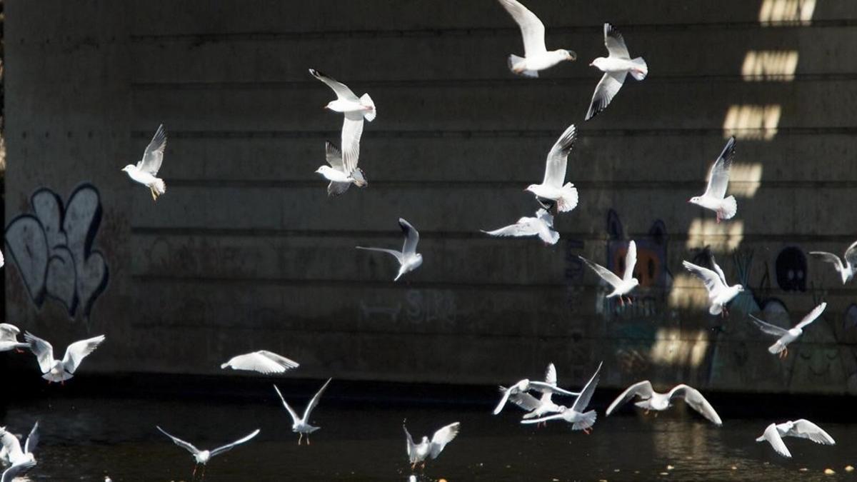 Aves en la desembocadura del río Besós.