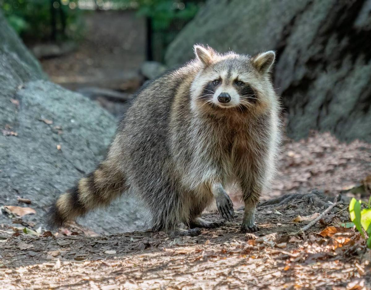 En los hogares españoles hay animales exóticos de lo más diverso