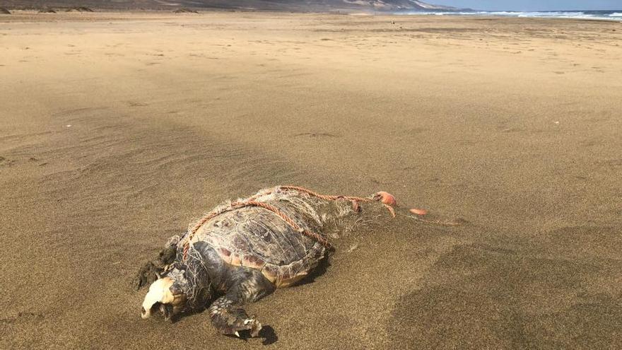 Una tortuga en Cofete, nueva víctima de la contaminación marina en Canarias