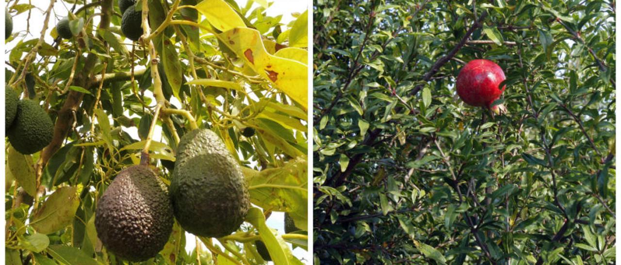 El aguacate y el granado, dos de los cultivos que ganan terreno.