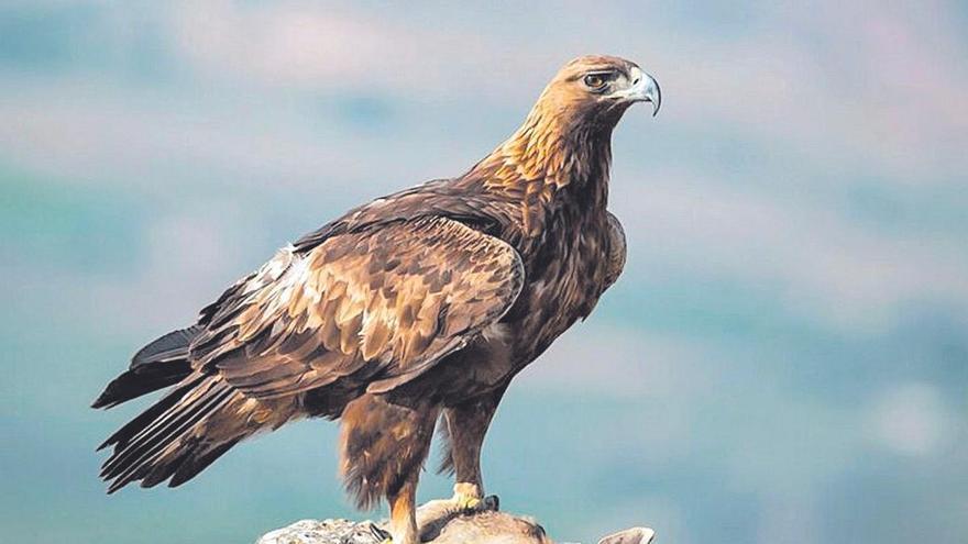 Qué hacer en Murcia: avistamiento de aves en Sierra Espuña