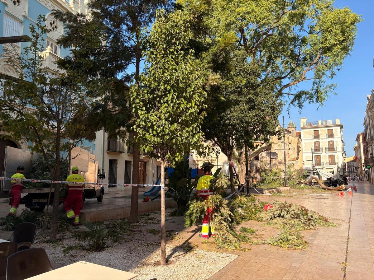 Trabajadores de las brigadas de parques retirando las ramas de la tipuana centenaria de la Plaça de la Constitució.