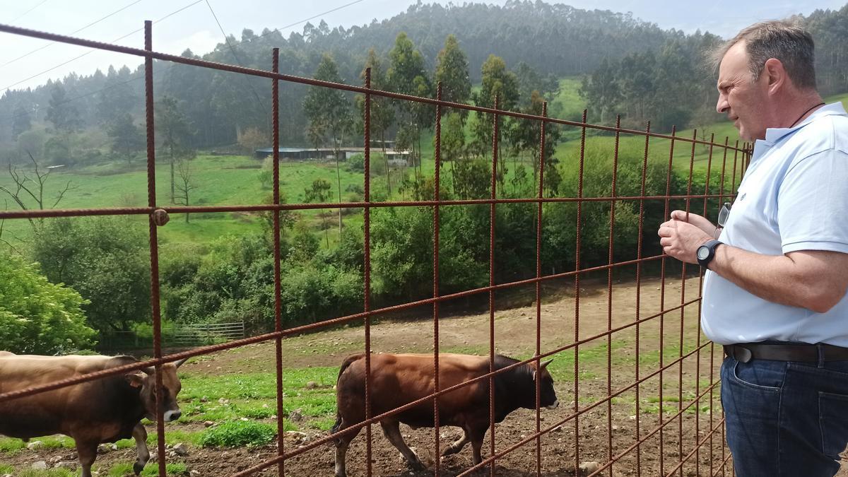 Así se elige a un semental en el Centro de Testaje de Aseava en Llanera: peso, calificación morfológica y calidad testicular y pélvica