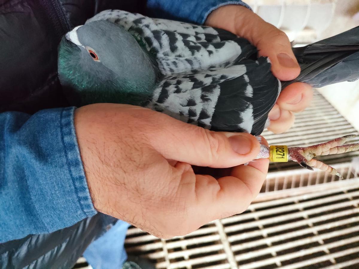 El compostelano de las mil palomas mensajeras: "Solté una en Barcelona y regresó a Santiago"