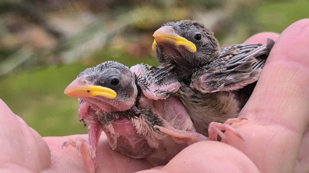 Qué hacer si nos encontramos con un pollito caído del nido?