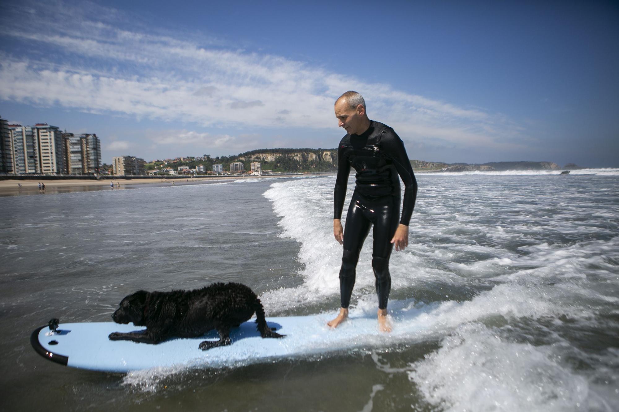 En imágenes: así fue el campeonato de surf para perros en Salinas