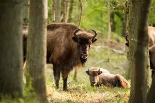 Una ruta de otoño por el parque natural de Palencia donde ver la manada más grande de bisontes europeos