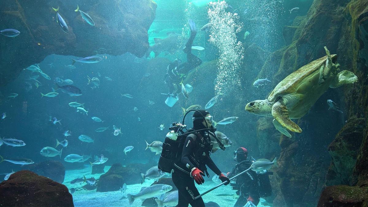 Va bussar amb una tortuga boba al Gran Oceanari a BIOPARC Aquari de Gijón