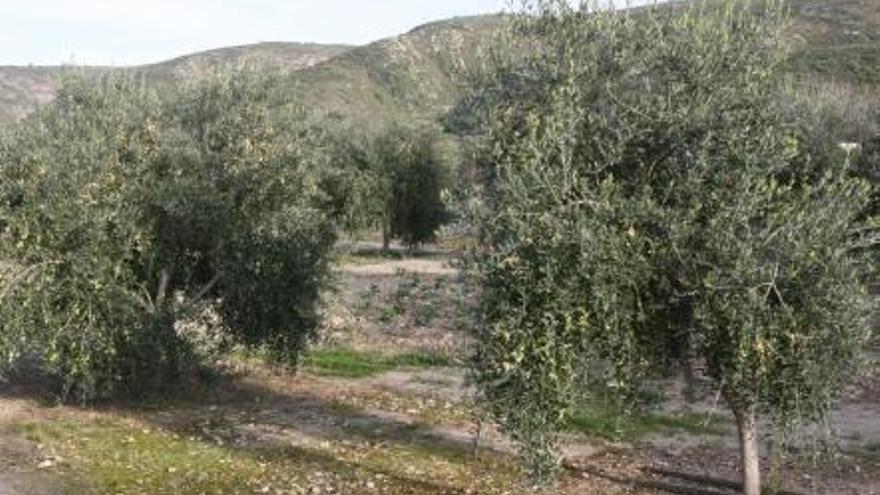 Imagen de archivo de una zona de olivar de la Canal.