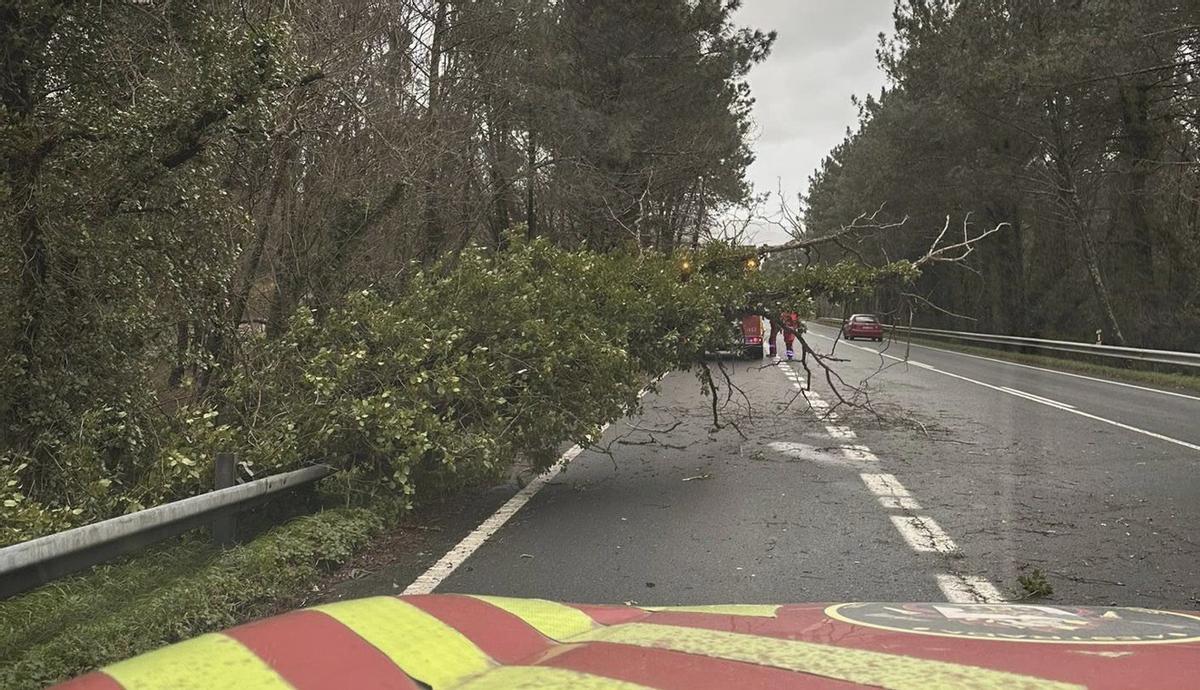 Retirada de un árbol sobre una vía en el municipio estradense. | EMERXENCIAS A ESTRADA