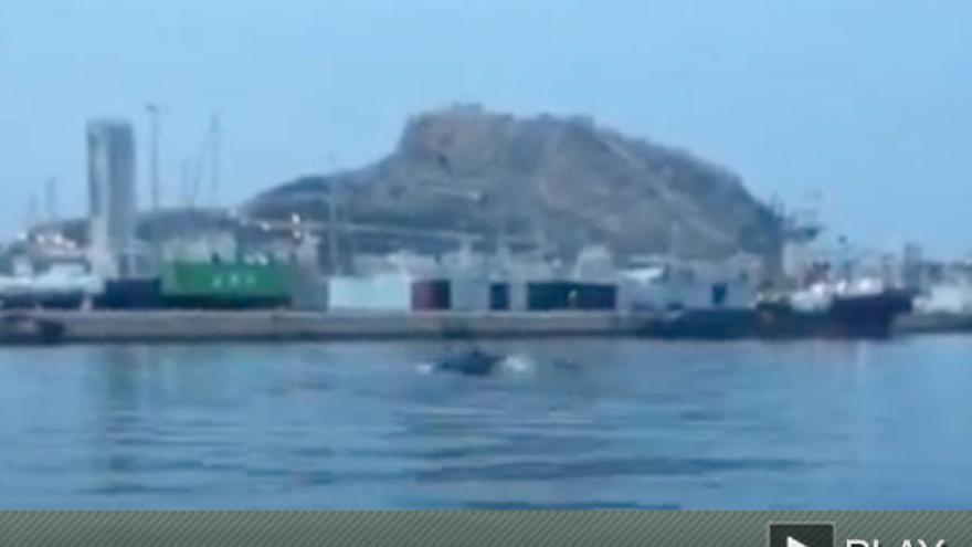 Delfines en el puerto de Alicante