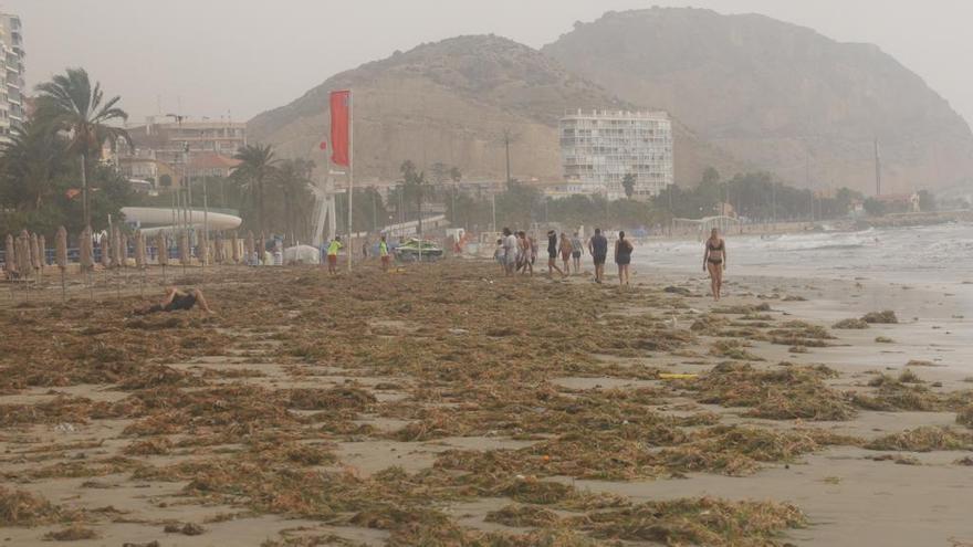 El temporal llena de algas la playa del Postiguet