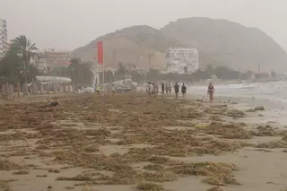 Las masas de posidonia seca en las playas no son un residuo y no deben retirarse, recuerdan los expertos