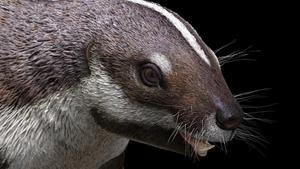 zentauroepp53269525 life like reconstruction of the opossum sized mammal adalath200429231444