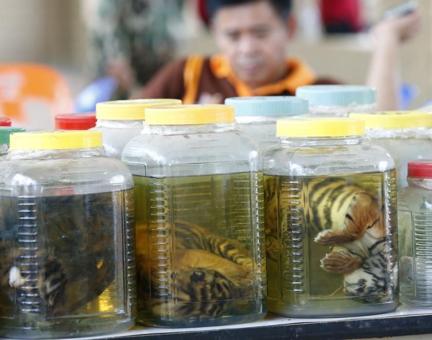 Escándalo en el Templo de los Tigres de Tailandia