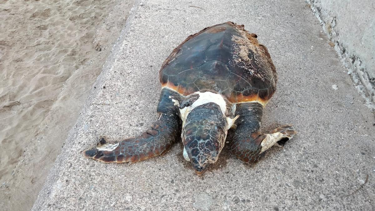 Tortuga localizada en Ciutat Jardí.