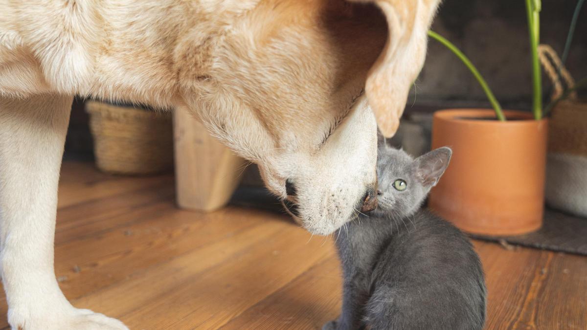 Hay trucos para que tu perro y gato se lleven bien.