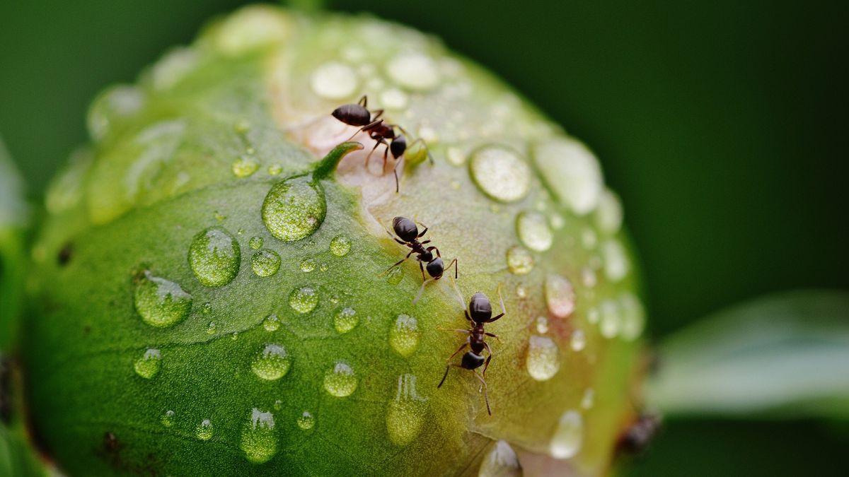 Trucos para cuidar tus plantas con vinagre, un remedio natural y ecológico.