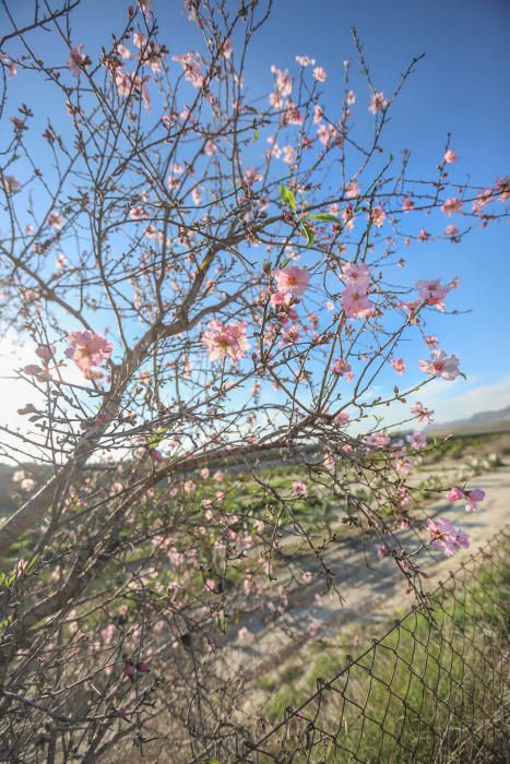 En algunos bancales de secano de la Vega Baja los almendros ya están en flor Es habitual para el caso de la comarca y más este año con lluvia y temperaturas moderadas de los últimos dos meses.