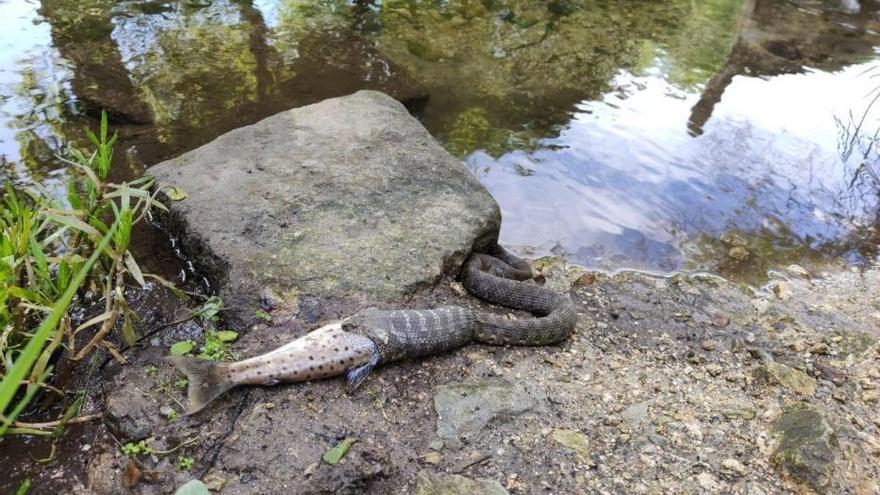 Así se zampa una serpiente a una trucha en Redondela