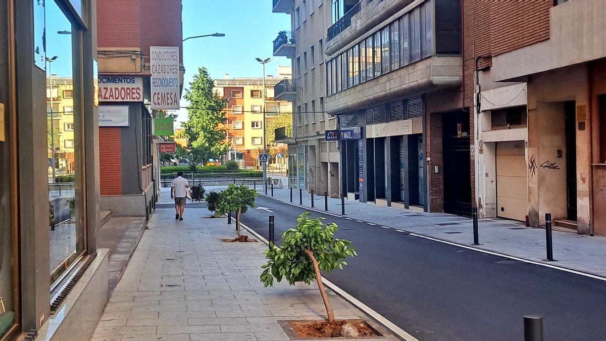 Hilera de árboles derribados por los vándalos en la calle Fernando Castón.