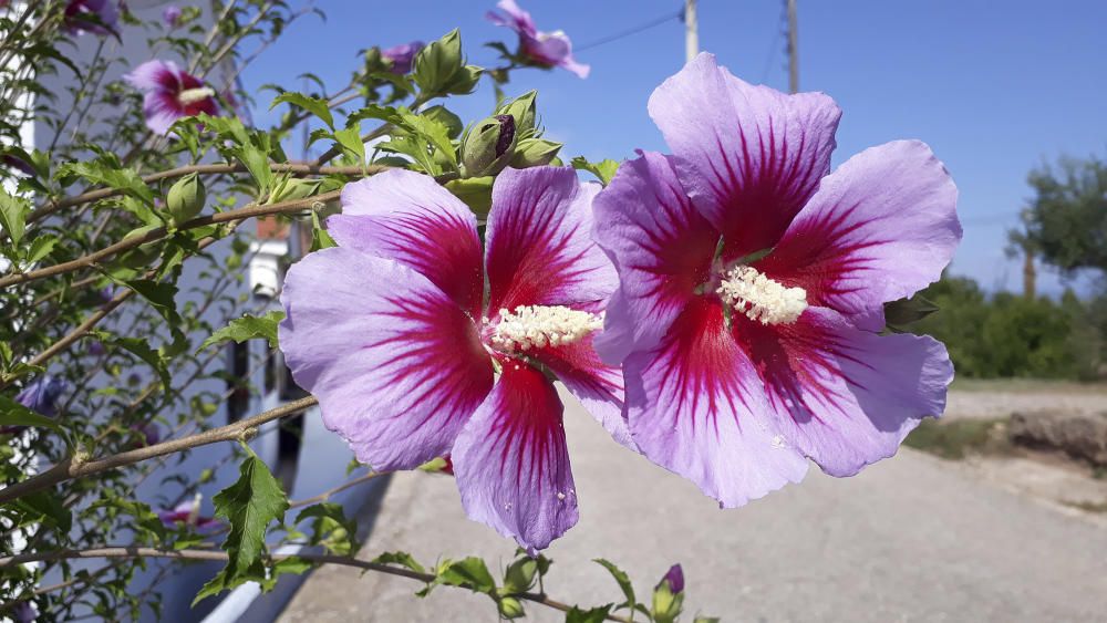 Flor.  L’hibisc, de la família de les malvàcies, arbustiva o herbàcia, sol tenir cinc pètals. El fruit es troba en una càpsula en la qual es troben les llavors.