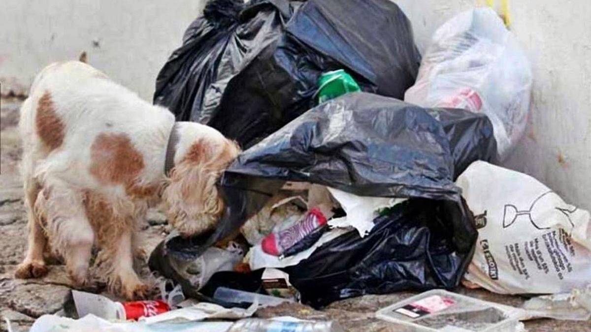 Un perro rebusca en la basura en una de las calles del barrio. | J.M.A. 