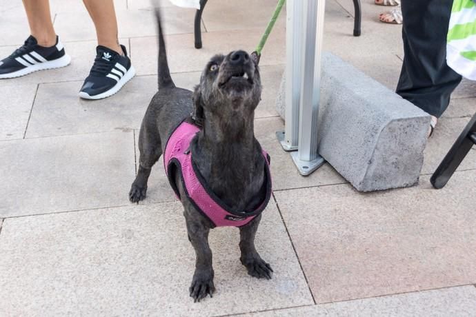 II Feria de Mascotas en Maspalomas