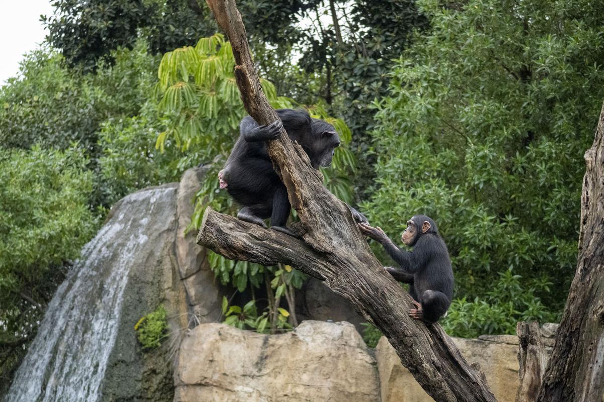 La familia de chimpancés ofrece una de las estampas más entrañables de BIOPARC en València. ED