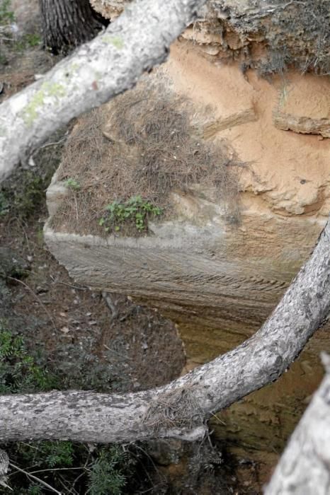 In Es Carnatge, dem letzten unverbauten Küstenabschnitt Palmas, aasten einst die Geier. Nun soll hier ein Park entstehen.