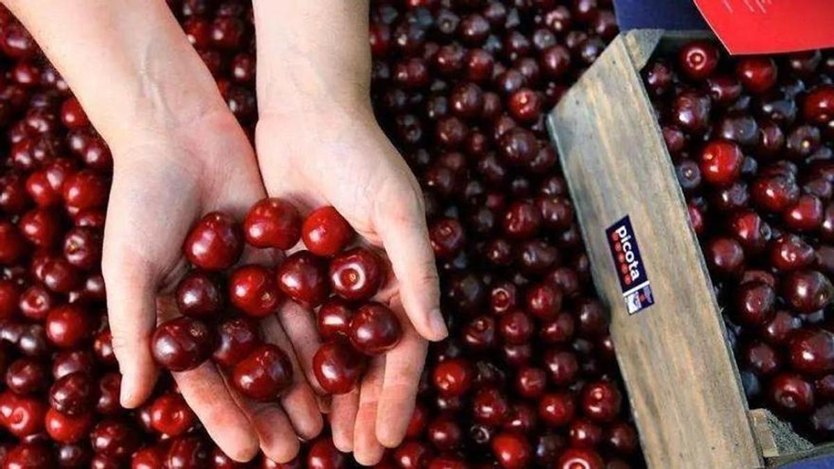 Recogida de cerezas en el Valle del Jerte.