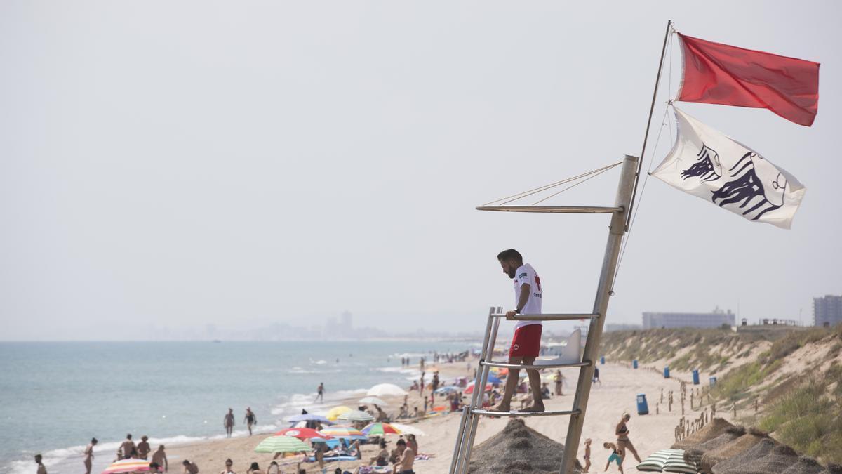 La playa del Saler se cerró en el verano de 2018 por la presencia de la temida Carabela Portuguesa.