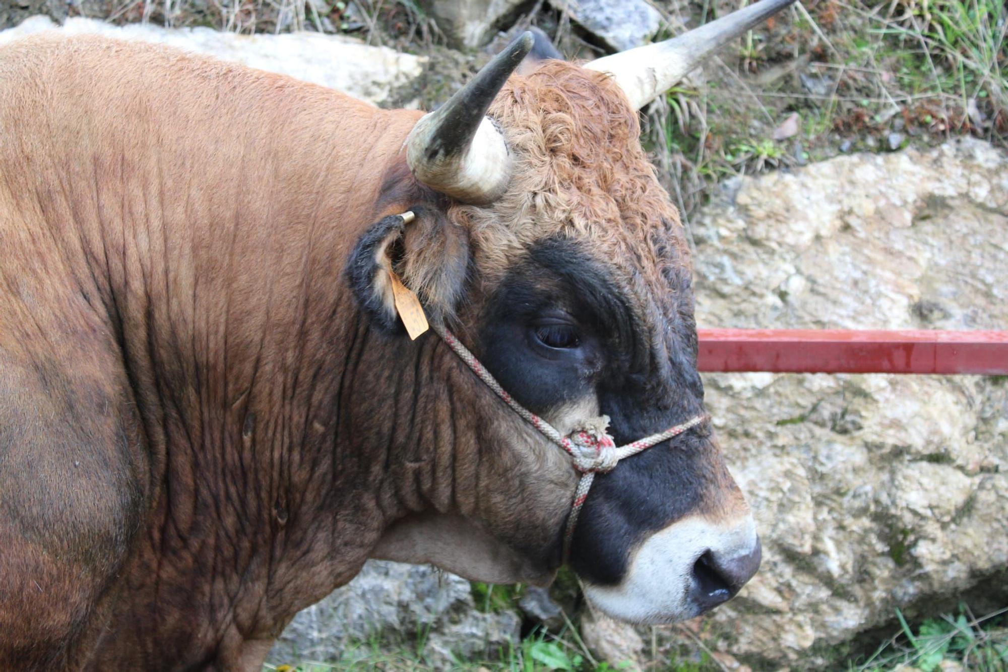 La feria de ganado de Sobrescobio vuelve con 536 animales tras dos años de parón por la pandemia
