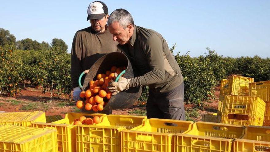 El envejecimiento y la presión del exterior lastran al campo y a la pesca de Castellón