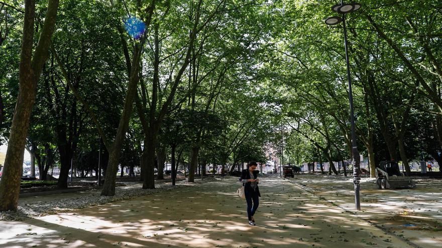 Avilés intensifica el cuidado de su arbolado: monitorización y menos tratamientos químicos