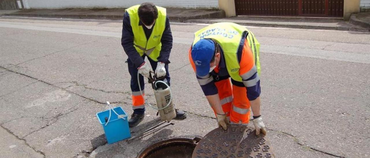 Especialistas en control de plagas inspeccionan una alcantarilla en Córdoba.