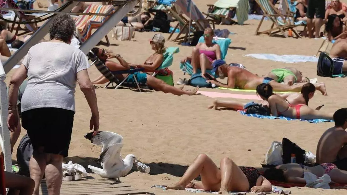 Una gaviota, un bocadillo y un "hurto" en un visto y no visto: la curiosa escena que vivió este domingo la playa gijonesa de San Lorenzo