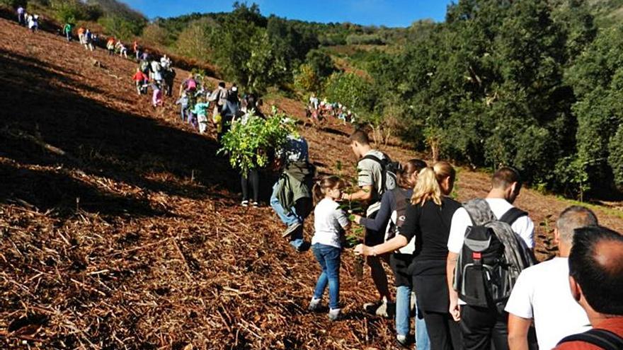 Reforestación en Osorio, que tendrá el puesto de vigilancia de mayor alcance.